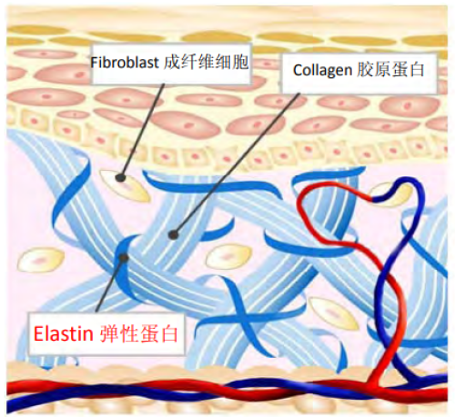 Elastin Peptide