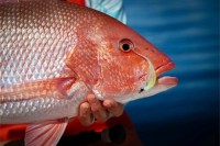 Red Snapper Peptides