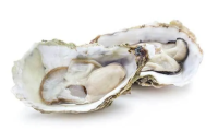 Oyster Peptide